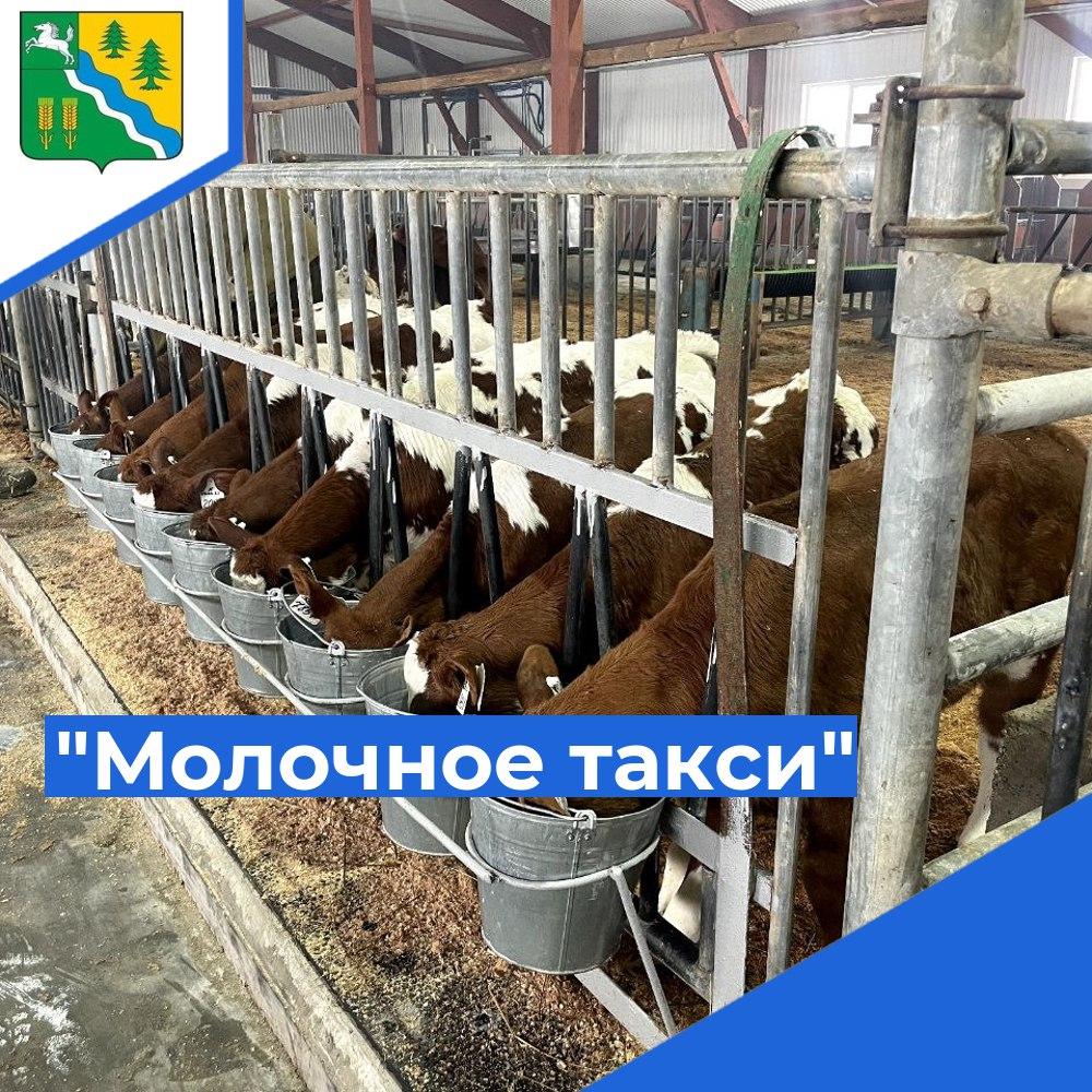 «Молочное такси» для выпойки телят– надежный помощник в уходе за телятами!.